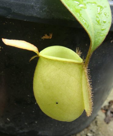 N. ampullaria 'Green'