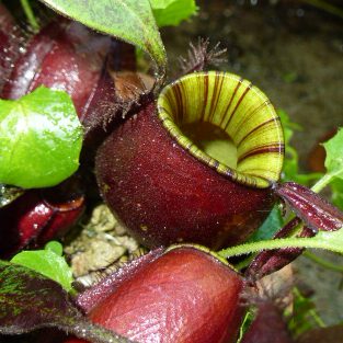 N.ampullaria 'Red Stripes'