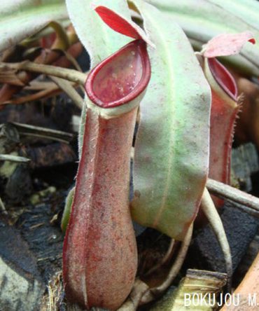 N. albomarginata (red)