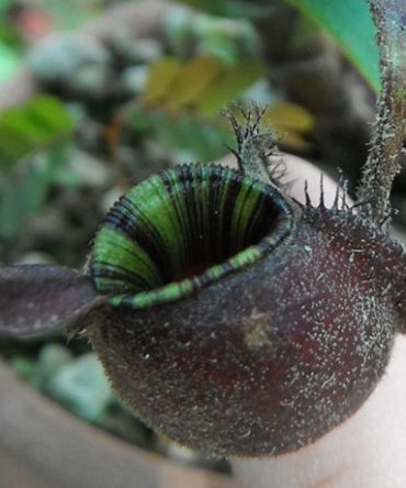 N.ampullaria 'Black Miracle'