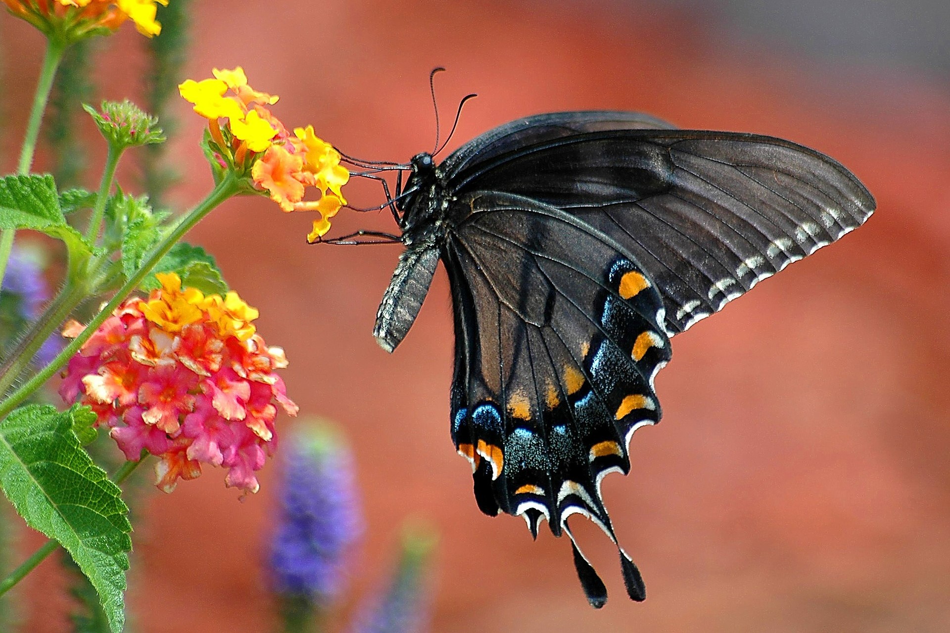 black-swallowtail-1548393_1920